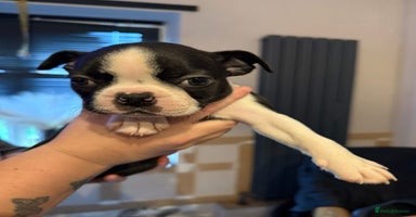 Boston Terrier dogs - Advert 3