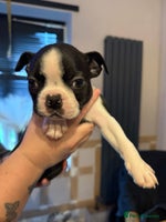 Boston Terrier dogs - Advert 3