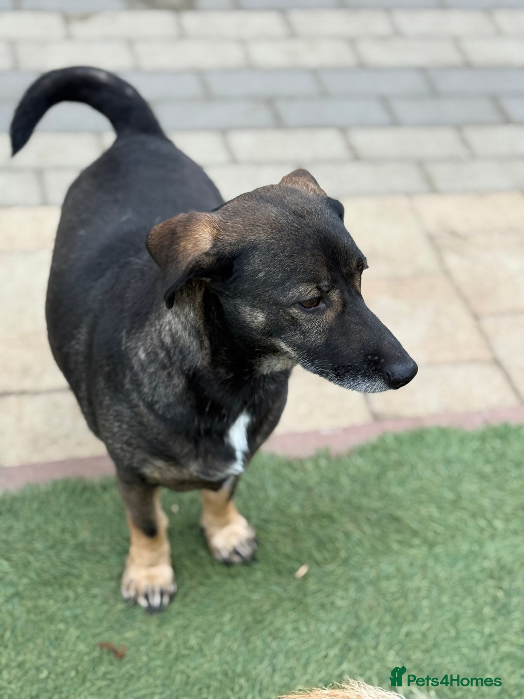 Mixed Breed dogs for adoption: Cute little Twix needs LoVE - Image 9