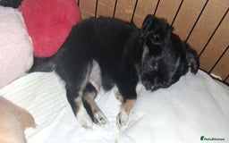 Chihuahua dogs for sale: Stunning Babies looking for forever 5* homes - Image 4
