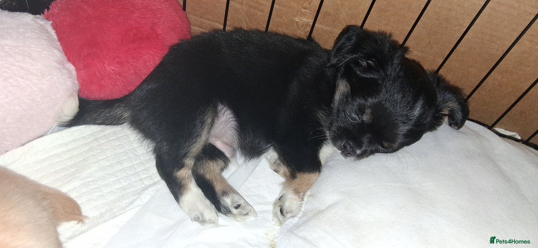 Chihuahua dogs for sale: Stunning Babies looking for forever 5* homes - Image 4