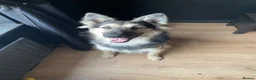 German Shepherd dogs for stud: SIMBA German shepherd for stud in Middlesbrough - Advert 3