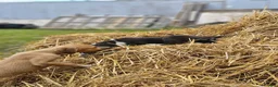 Mixed Breed dogs for sale: Stunning Kelpie lurchers  - Advert 9