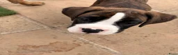Boxer dogs for sale: 2 Boys remaining..... Bobtail Boxer Puppies - Advert 11