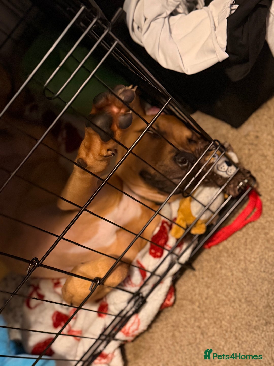 Mixed Breed dogs for sale: Little rottie x staff for sale  - Advert 4