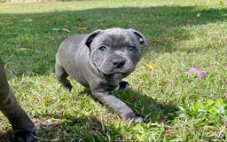 Staffordshire Bull Terrier dogs for sale: Purebred Blue Staffordshire Bull Terrier Puppies - Image 2