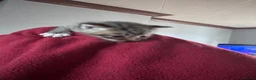 Mixed Breed cats for sale: British short hair X Tabby Kittens - Advert 14