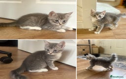 Exotic cats for sale: Exotic X Silver Tabby Fur Babies - Image 1