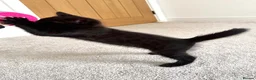 Bengal cats for sale: Beautiful Bengal Kittens - Advert 10