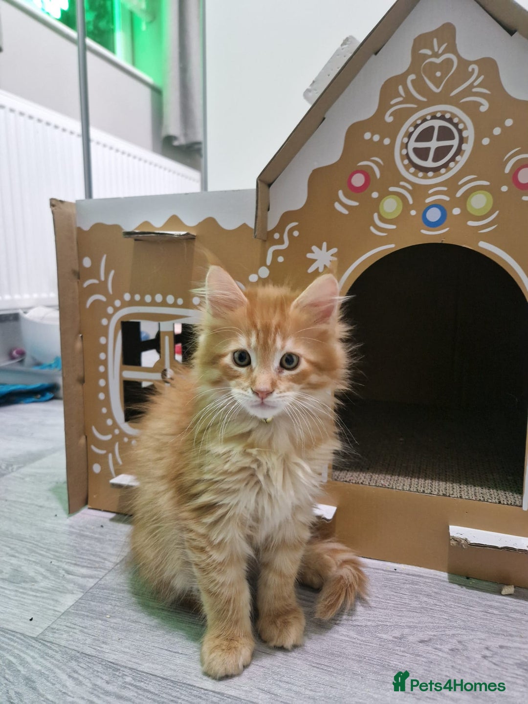 Maine Coon cats for sale: 2 Maine Coon Kittens  - Advert 8