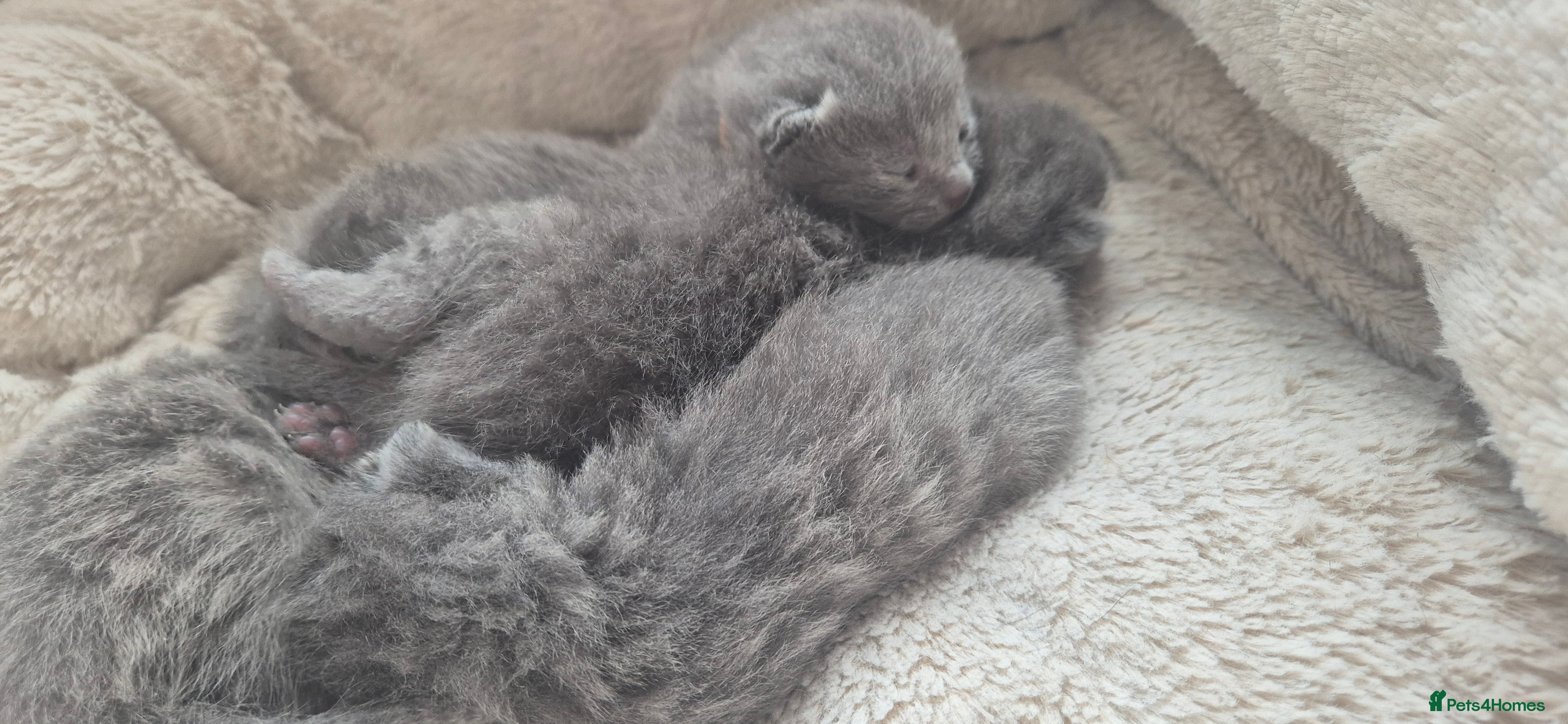 Russian Blue cats Pure Russian blue kittens 💙🩵💙 - Advert 1
