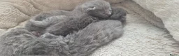 Russian Blue cats for sale: Pure Russian blue kittens 💙🩵💙 - Advert 1