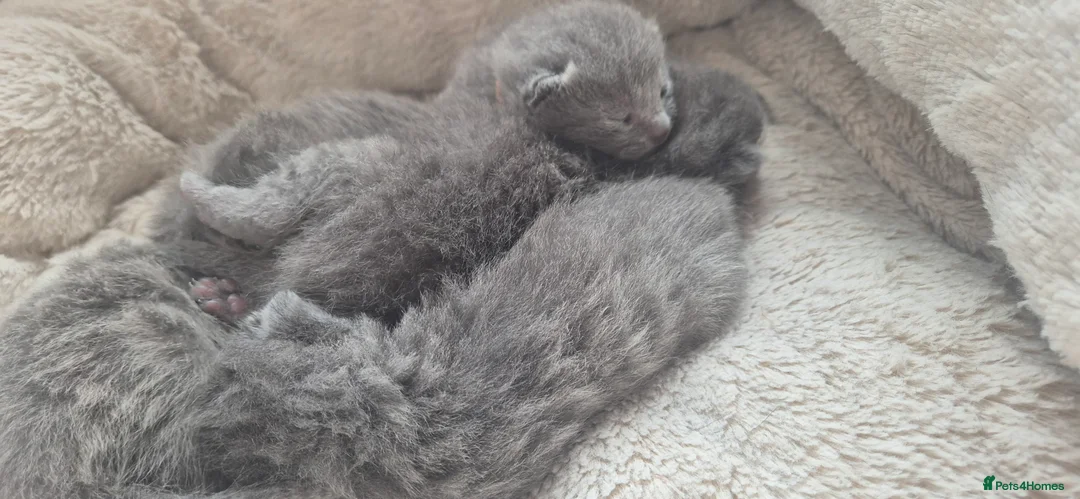Russian Blue cats for sale: Pure Russian blue kittens 💙🩵💙 - Advert 1