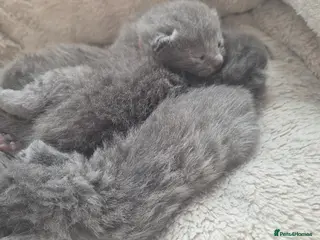 Russian Blue cats Pure Russian blue kittens 💙🩵💙 - Advert 1