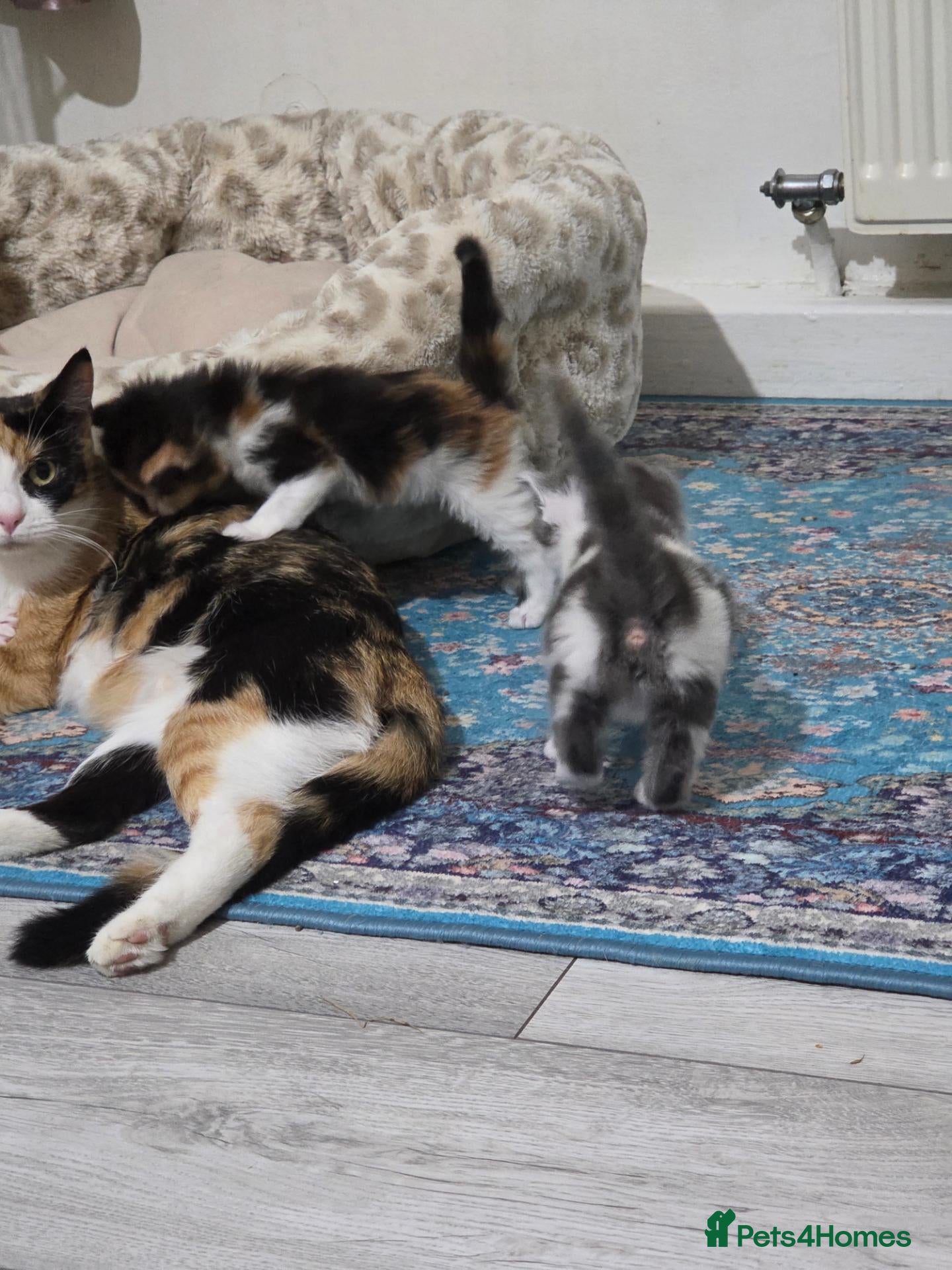 Mixed Breed cats Adorable Mixed Kittens Ready for Loving Homes - Advert 2