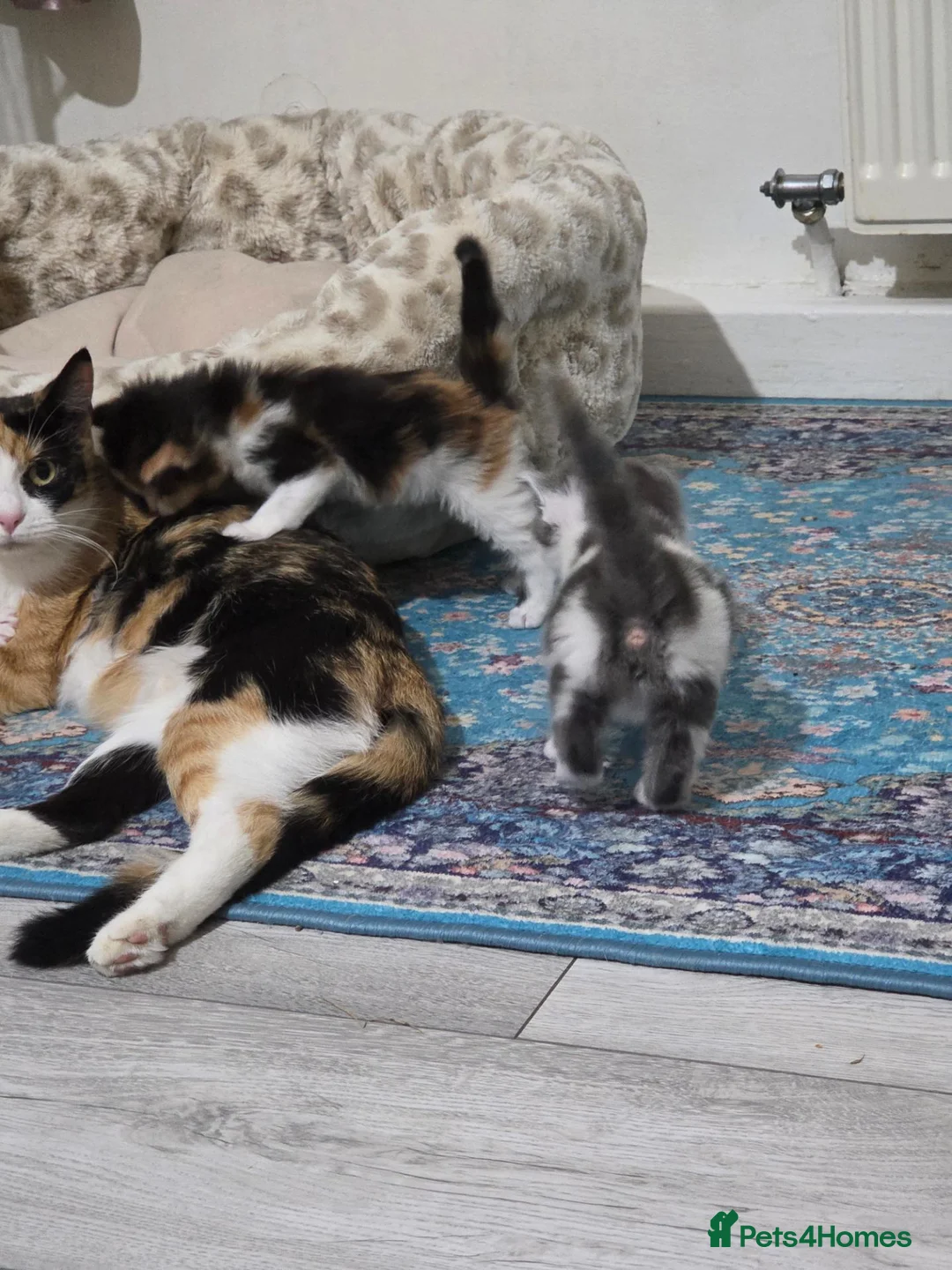 Mixed Breed cats for sale: Adorable Mixed Kittens Ready for Loving Homes - Advert 1