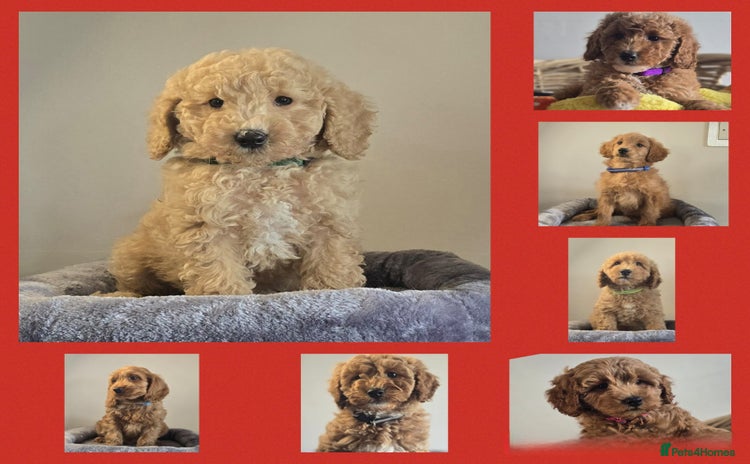 Cockapoo dogs - Advert 1