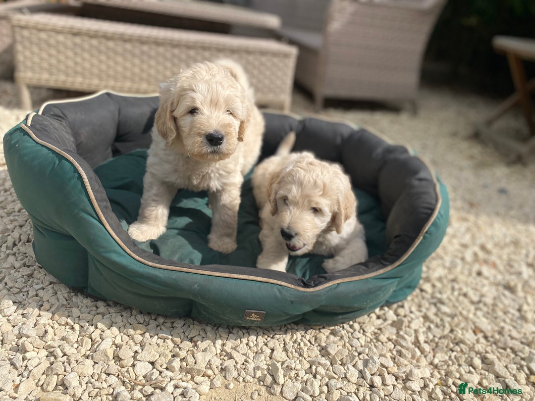 Goldendoodle dogs for sale: Only 2 left of Mela's Marvels F1Bs - Image 35