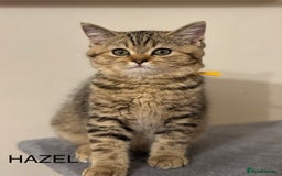 British Shorthair cats for sale: Pedigree|Champion Lines|GCCF Registered| - Image 25