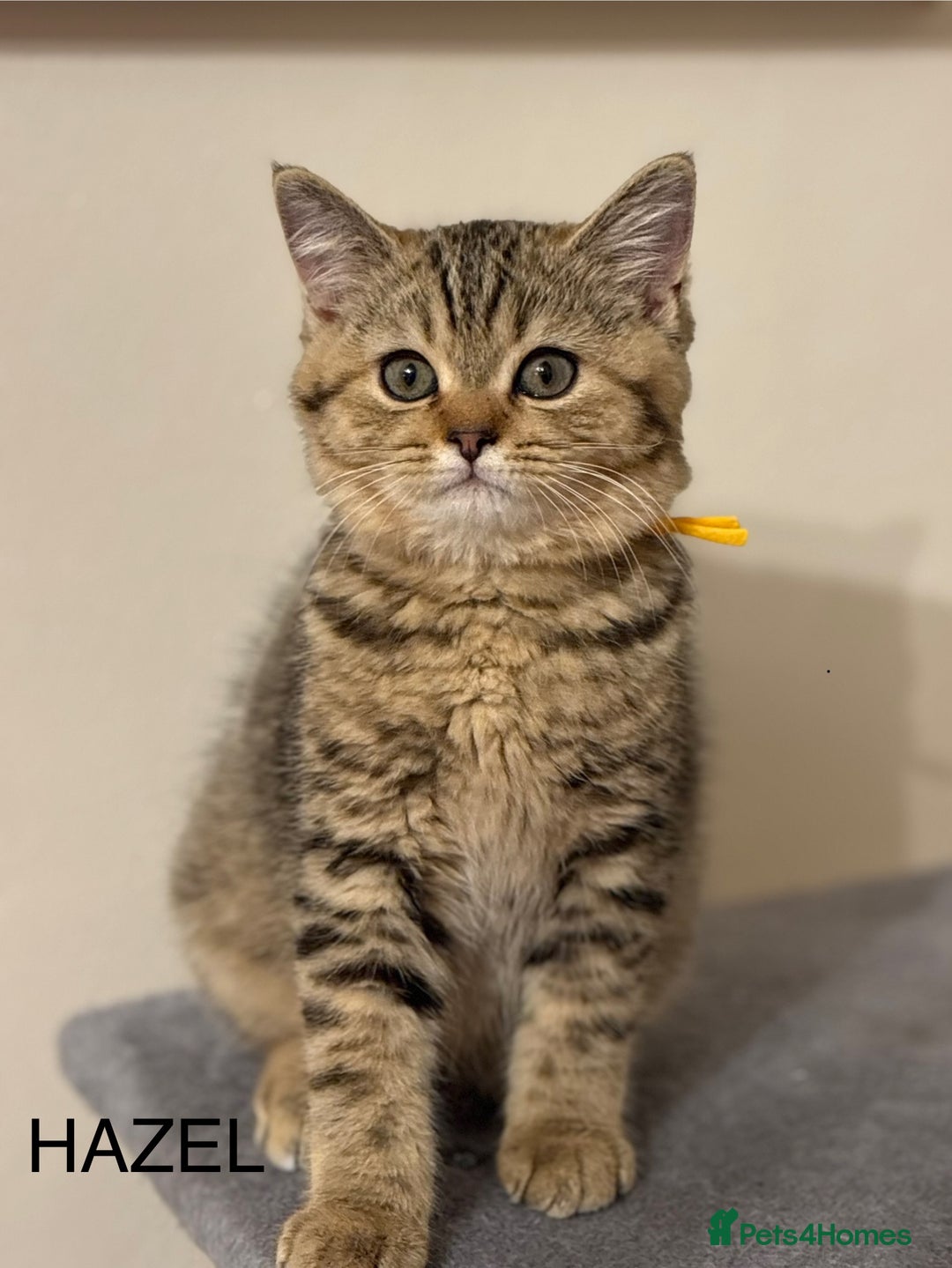 British Shorthair cats for sale: Pedigree|Champion Lines|GCCF Registered| - Image 25