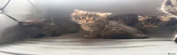 Ragcoon cats for sale: 8 RAGDOL X MAINCOON KITTENS🐱 - Advert 2