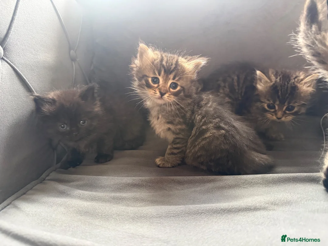 Ragcoon cats for sale: 8 RAGDOL X MAINCOON KITTENS🐱 - Advert 2