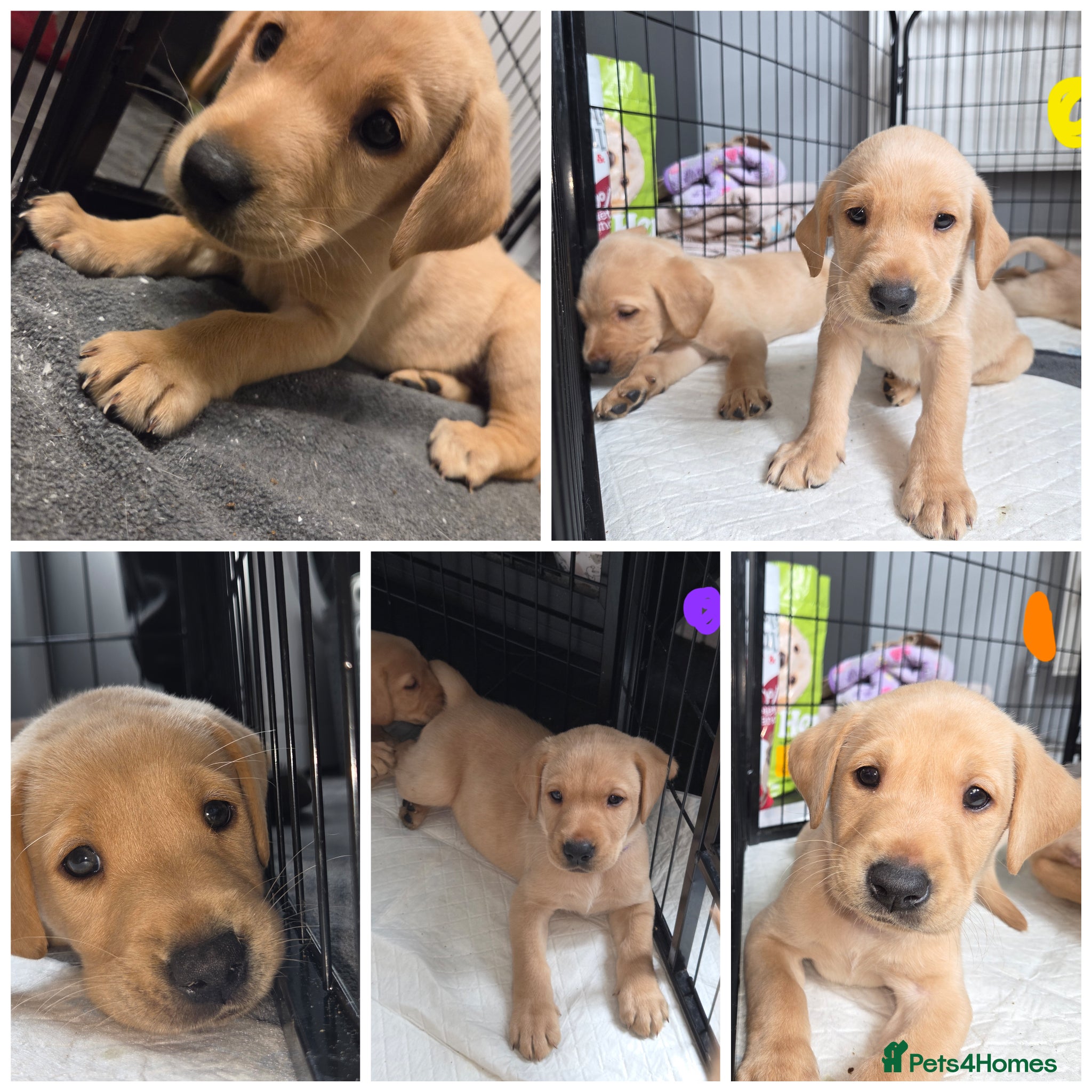 Labrador Retriever dogs Ready now KC Labrador pups 4 boys 1 girl!  - Advert 2
