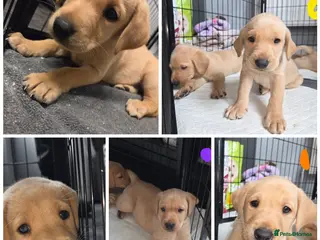 Labrador Retriever dogs Ready now KC Labrador pups 4 boys 1 girl! - Advert 3