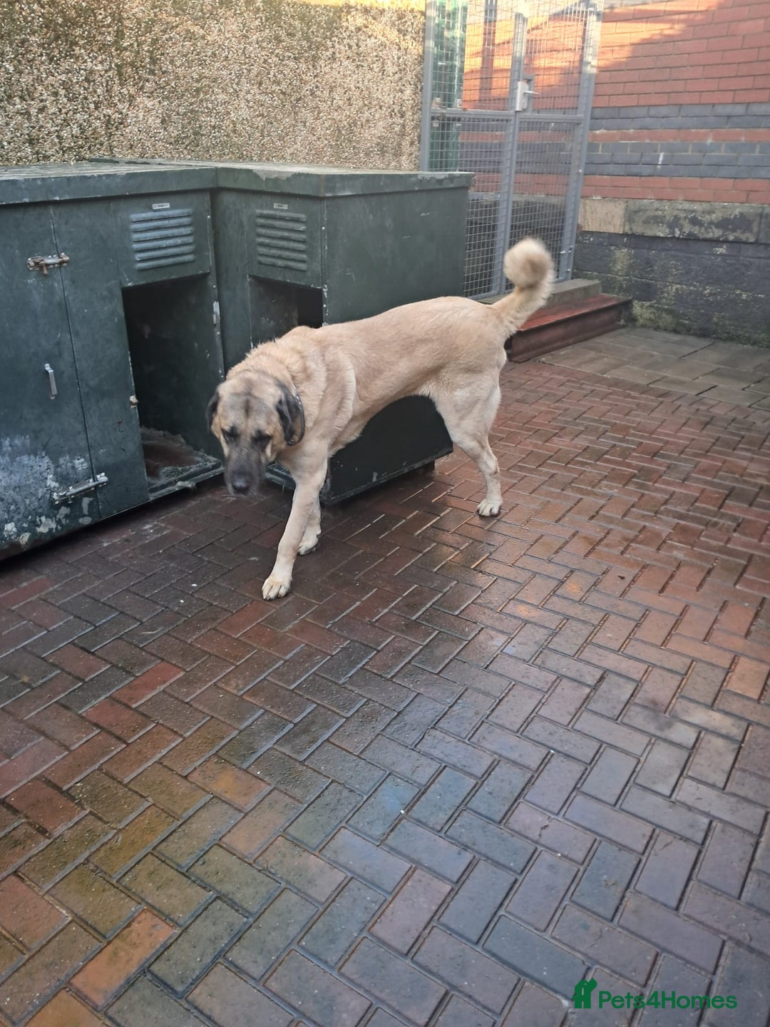 Turkish Kangal dogs for sale: Turkish kangal  - Image 4