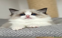 Ragdoll cats for sale: Exquisite Seal Bicolour Ragdoll Boys dolly face - Image 8