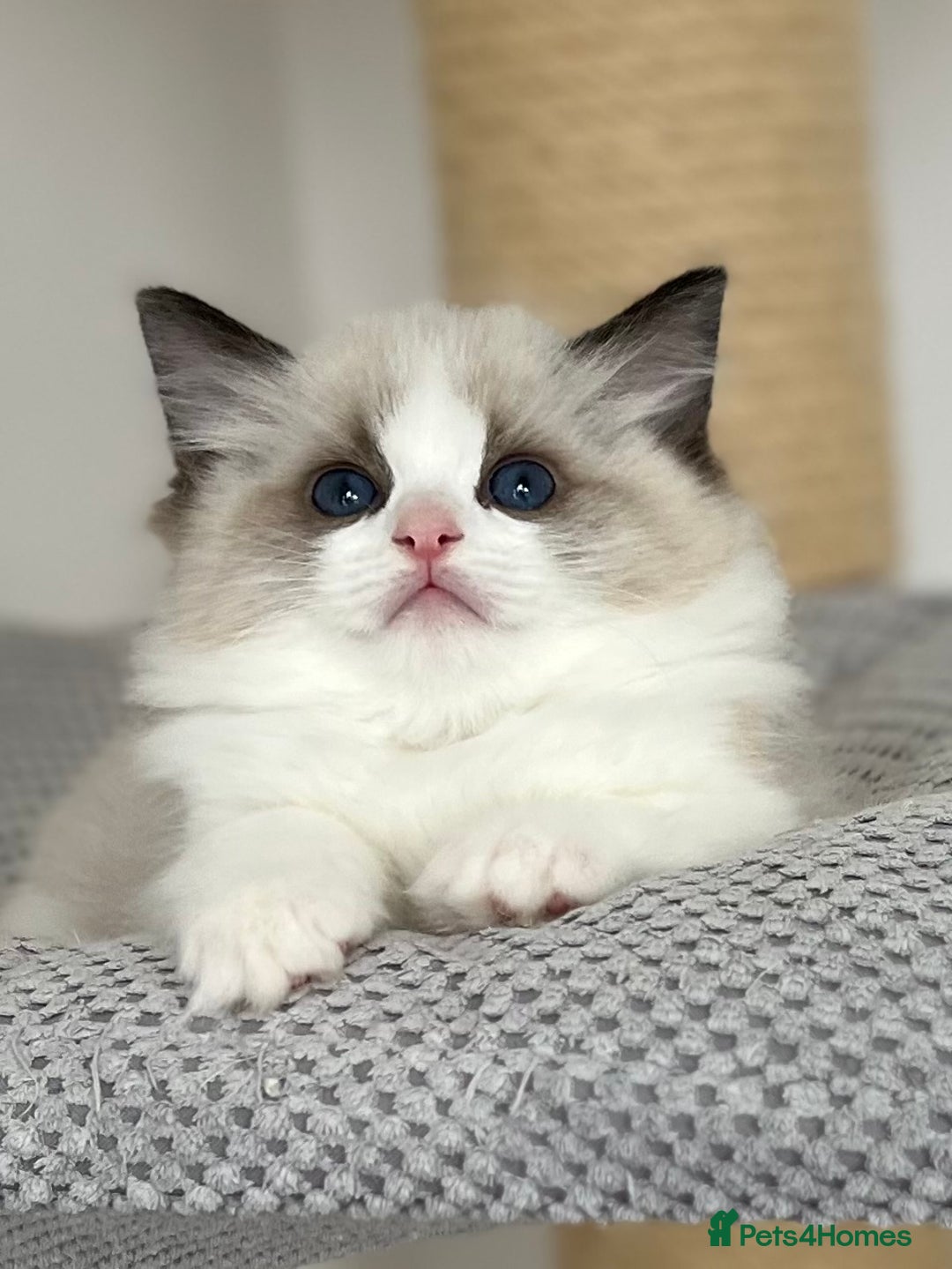 Ragdoll cats for sale: Exquisite Seal Bicolour Ragdoll Boys dolly face - Image 8