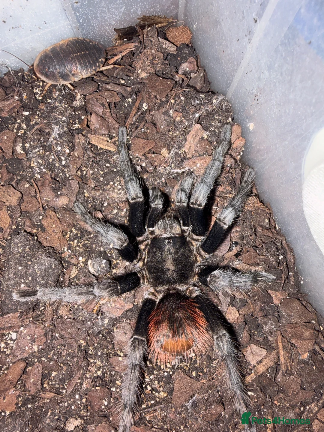 Tarantulas invertebrates for sale: Oklahoma Brown   - Advert 2