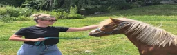 Welsh Section A horses for sale: Welsh X Chestnut Gelding - Advert 5