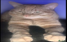 Bengal cats for sale: 2 year old Male adorable fur baby baby  - Image 1
