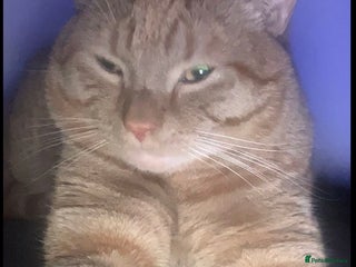 Domestic Shorthair cats - Advert 5