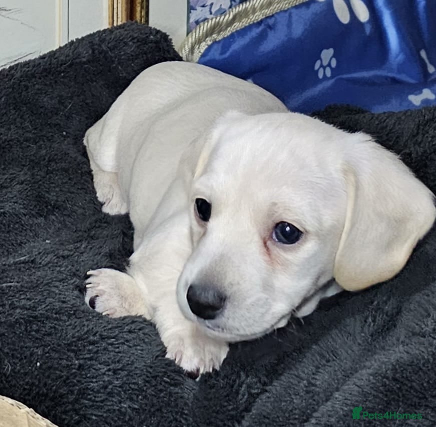 Miniature Dachshund dogs •KCREG •PRA CLEAR 🍦 🐾 ❤️  - Advert 16