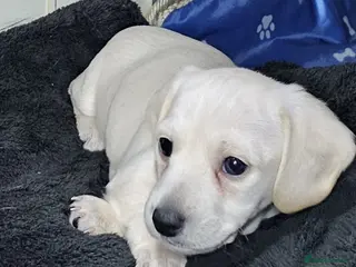 Miniature Dachshund dogs •KCREG •PRA CLEAR 🍦 🐾 ❤️ - Advert 16