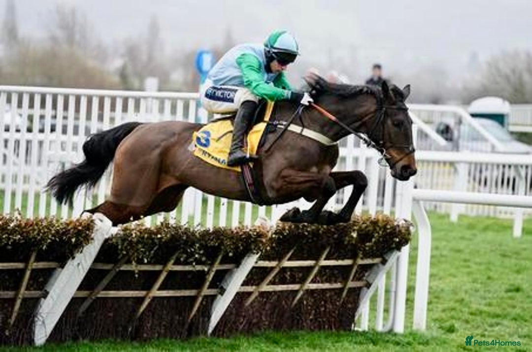 Irish Thoroughbred horses for sale: Project horse previously backed from KODIAC line - Image 12