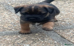 Border Terrier dogs for sale: Gorgeous KC reg Border Terrier Boys - Image 2