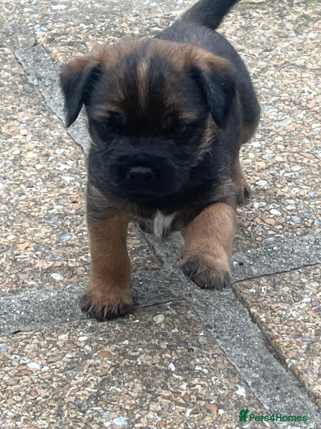 Border Terrier dogs for sale: Gorgeous KC reg Border Terrier Boys - Image 2