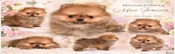 Pomeranian dogs for sale: SUPER TINY MINI POMERANIANS RKC - Advert 9