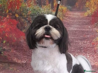 Shih Tzu dogs in Barnsley - Advert 2