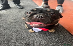 French Bulldog dogs for sale: Urgent rehome needed - Image 1