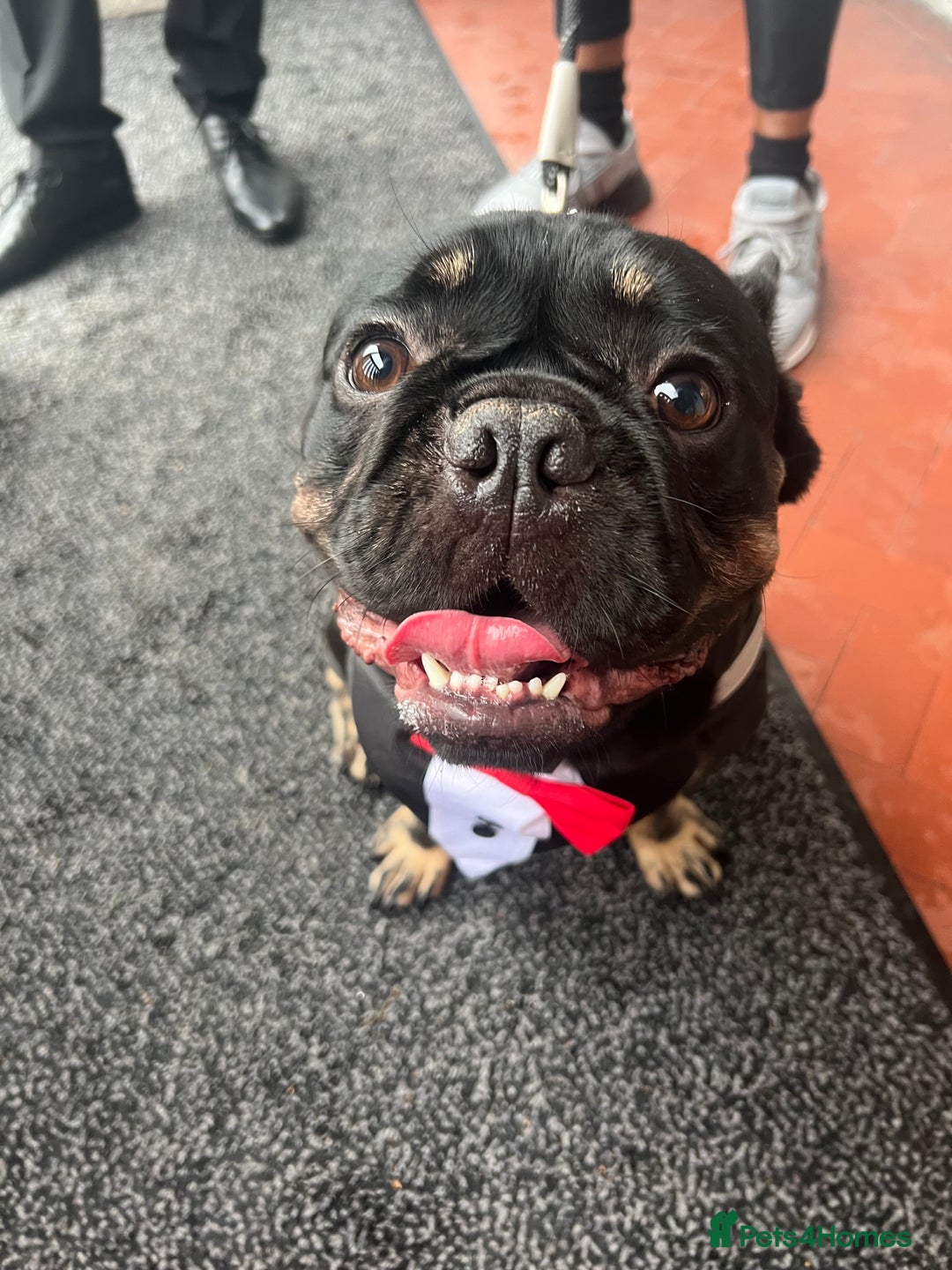 French Bulldog dogs for sale: Urgent rehome needed - Image 1