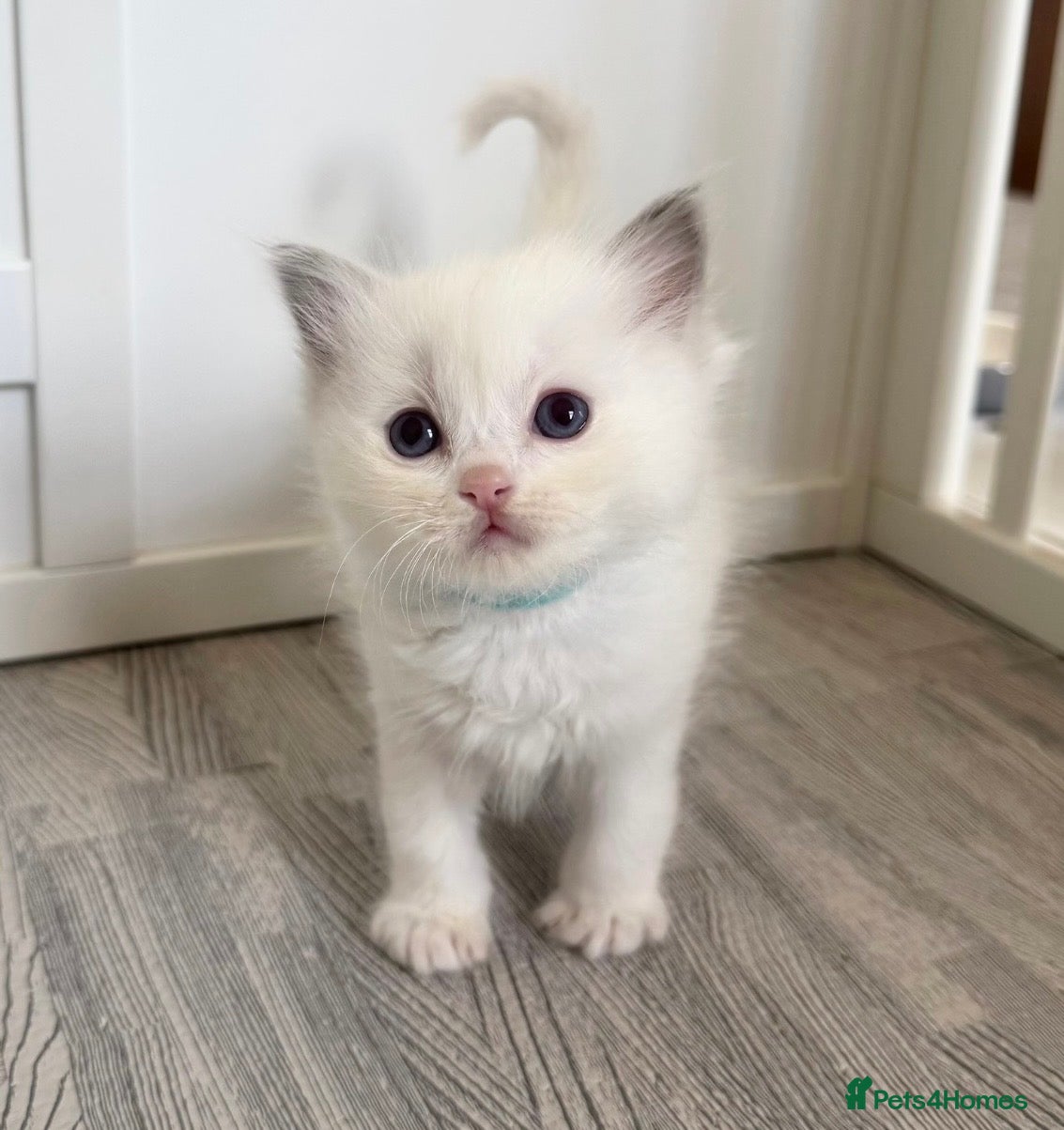 Ragdoll cats GCCF PEDIGREE RAGDOLL KITTENS - Advert 8