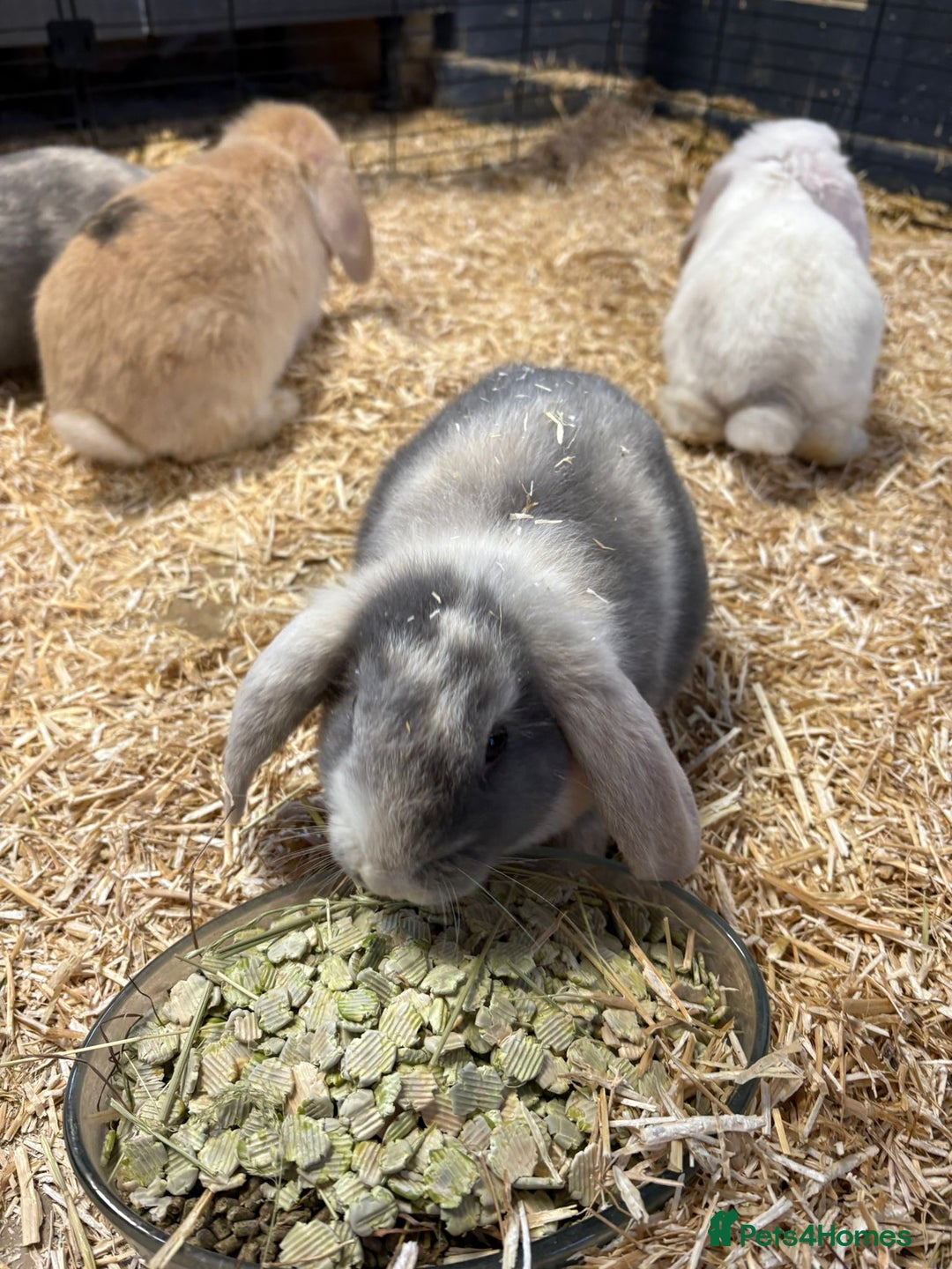 Mini Lop rabbits for sale: 🐰 Beautiful Mini Lop Ear Rabbits Available🐰 - Advert 9