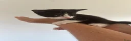 Mixed Breed cats for sale: Kittens - Advert 10