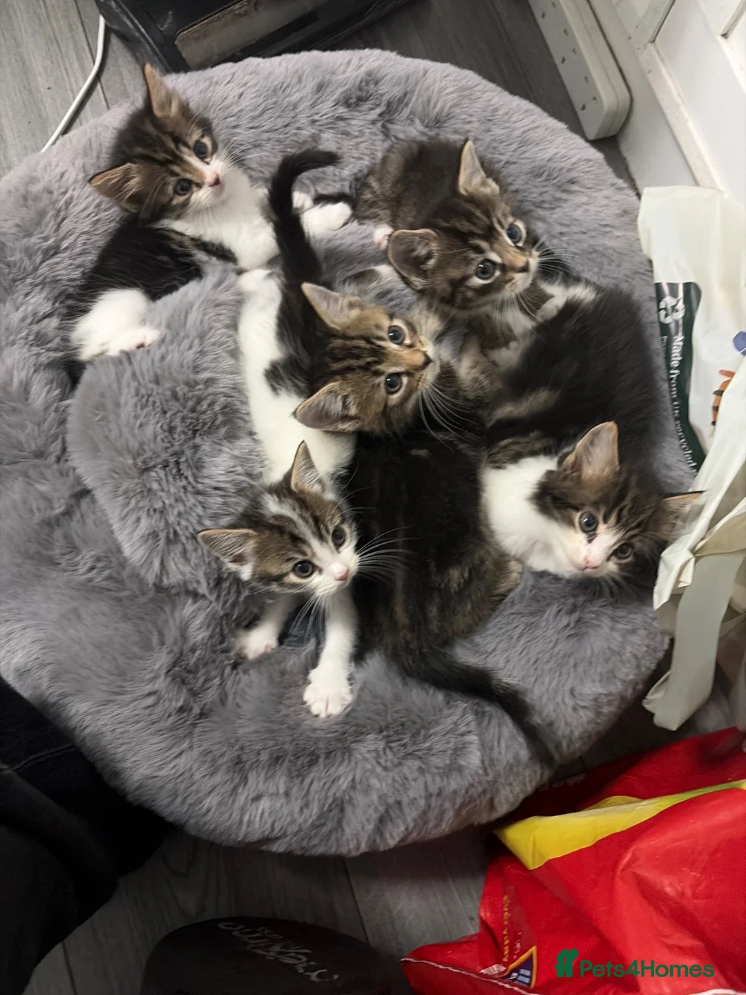 Mixed Breed cats for sale: ⭐ 5 Gorgeous Siberian x Bengal x BSH Kittens ⭐ in Coventry - Advert 1