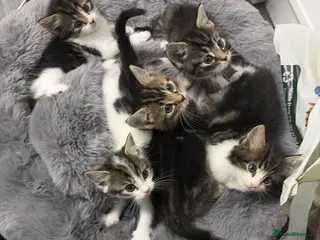 Mixed Breed cats ⭐ 5 Gorgeous Siberian x Bengal x BSH Kittens ⭐ - Advert 3