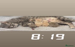 British Shorthair cats for sale: Beautiful bsh kittens  - Image 9